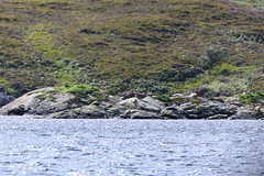 Loch Beag - Seals