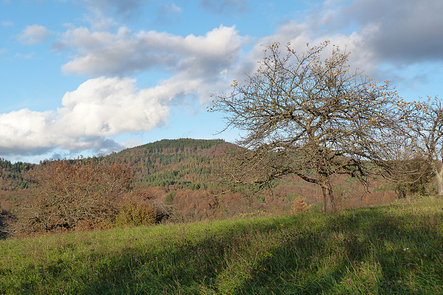 Schwarzwälder Wiese Schwarzwälder Wiese