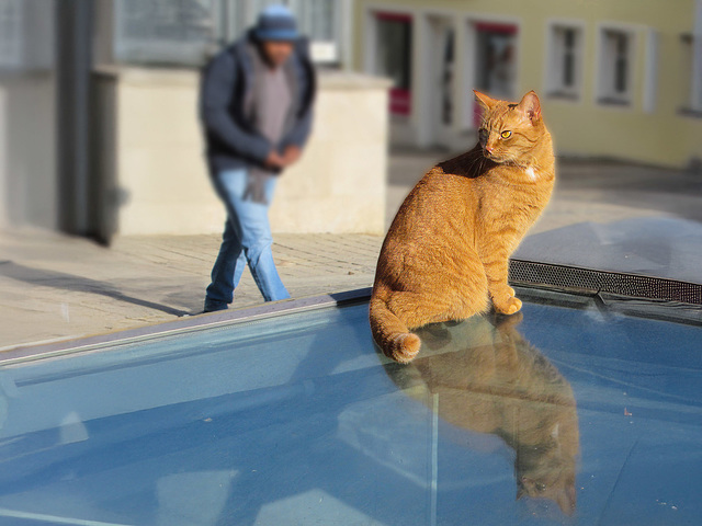 die Katze auf dem Glasdach
