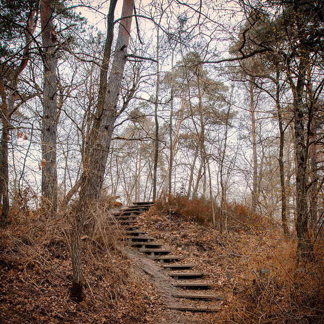 Forêt de Fontainebleau