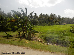 65 Tropical Farmland