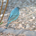 Indigo Buntings