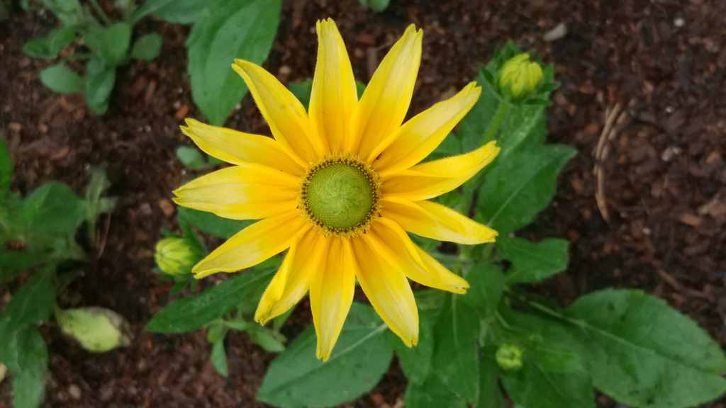 Denver botanical gardens