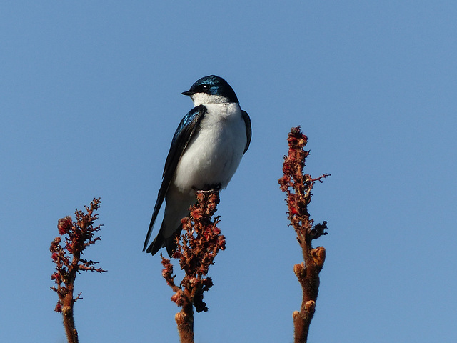 Tree Swallow