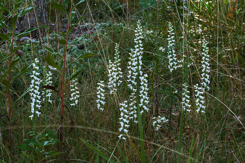 Spiranthes cernua (Nodding Ladies'-tresses orchid)