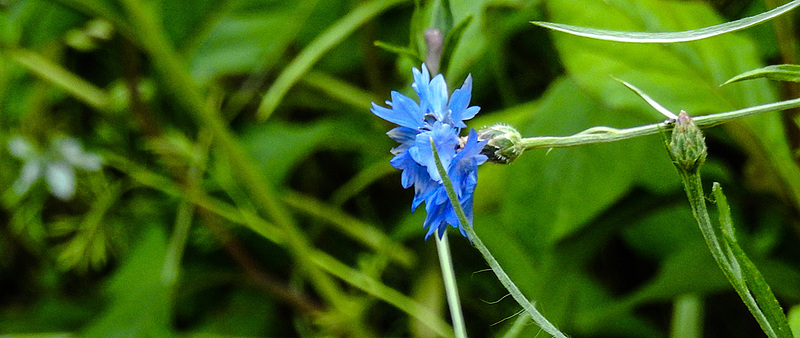 20190630 5360CPw [D~LIP] Kornblume (Centaurea cyanus), Bad Salzuflen