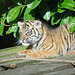 Tiiger cub 2