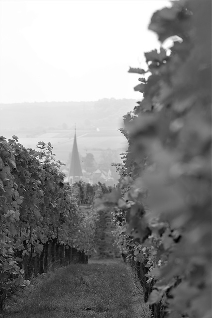 Blick durch die Reben auf Brackenheim (St. Jakobus)