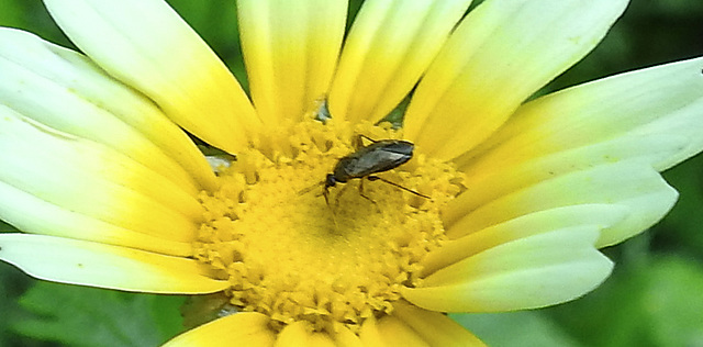 20210718 1829CPw [D~LIP] Insekt, Kronen-Wucherblume (Glebionis coronaria), Bad Salzuflen