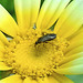 20210718 1829CPw [D~LIP] Insekt, Kronen-Wucherblume (Glebionis coronaria), Bad Salzuflen