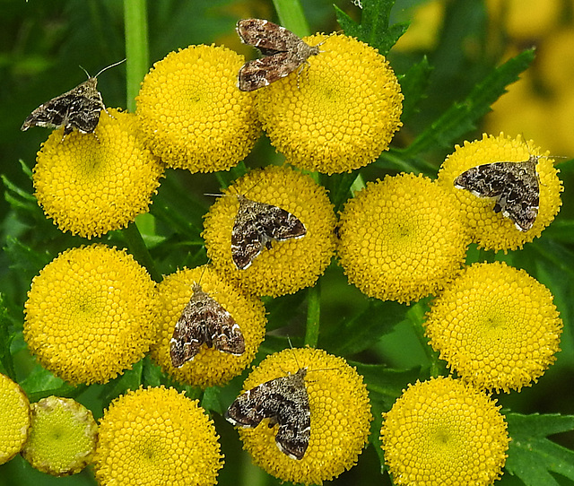 20210831 2766CPw [D~LIP] Rainfarn (Tanacetum vulgare), Brennnessel-Spreizflügelfalter (Anthophila fabriciana), UWZ, Bad Salzuflen