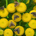 20210831 2766CPw [D~LIP] Rainfarn (Tanacetum vulgare), Brennnessel-Spreizflügelfalter (Anthophila fabriciana), UWZ, Bad Salzuflen