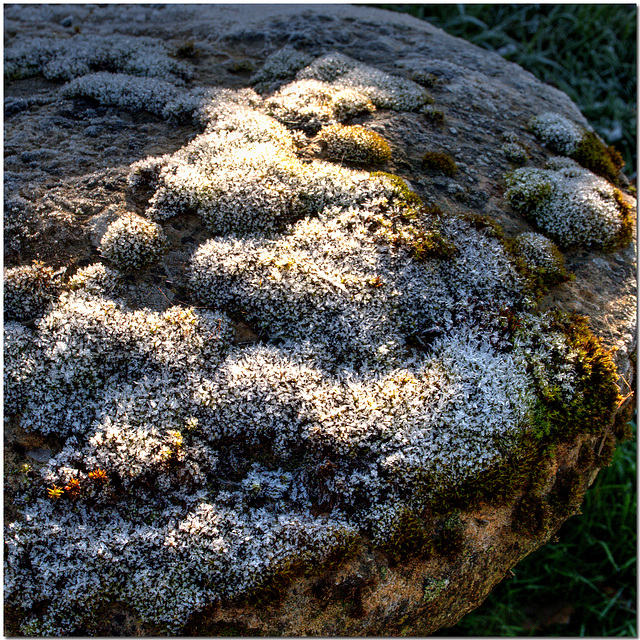 Frost on Moss