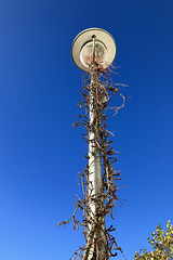 Laternenbaum