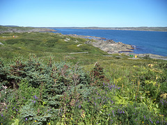 La nature du nord-ouest de Terre-Neuve