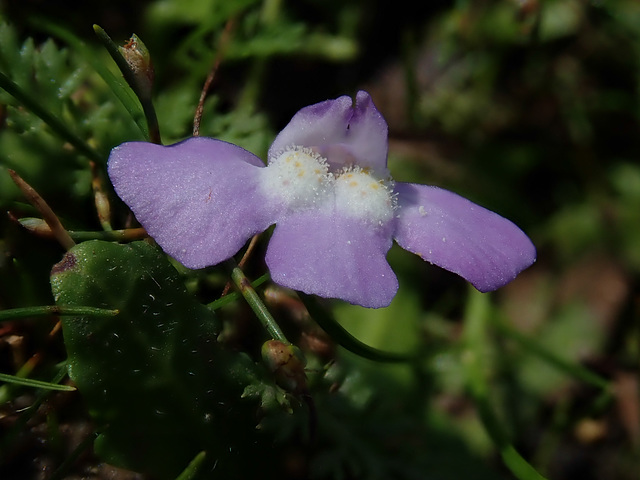 Monkey Flower