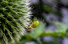 20230623 1140CPw [D~LIP] Kürbisspinne (Araniella cucurbitina), Bad Salzuflen