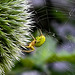 20230623 1140CPw [D~LIP] Kürbisspinne (Araniella cucurbitina), Bad Salzuflen