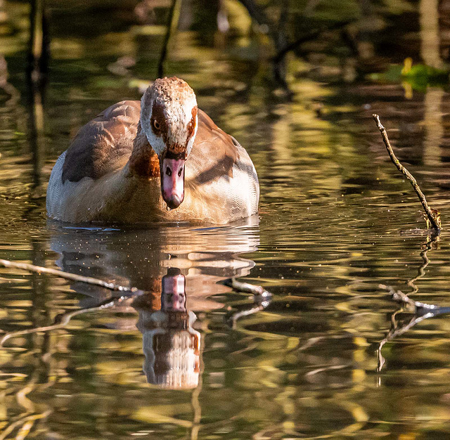 Egyptian goose