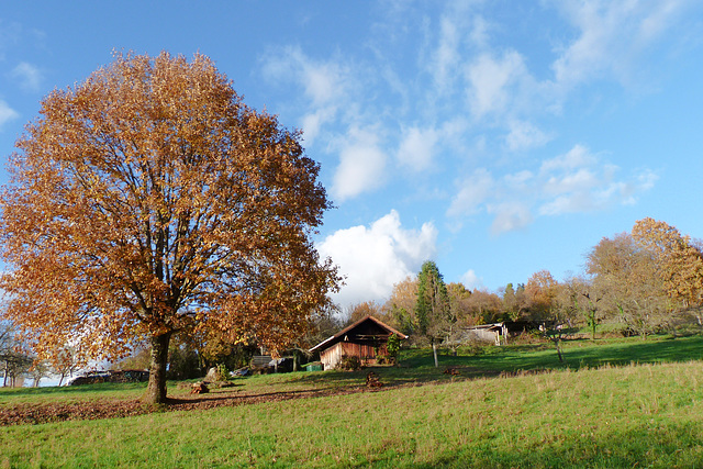 Schwarzwälder Wiese Schwarzwälder Wiese