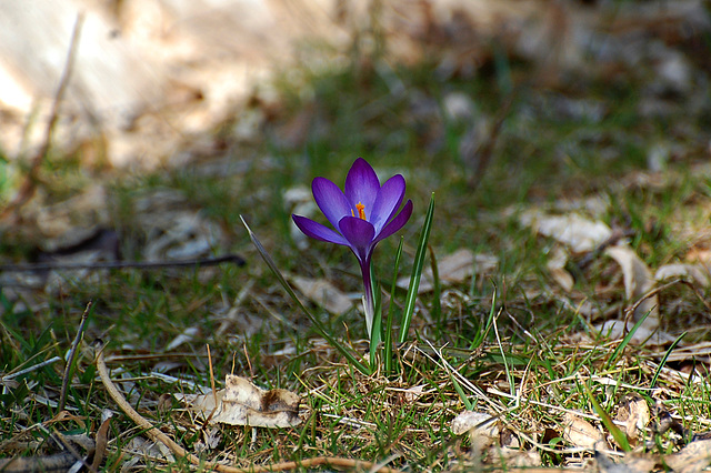 First colour of the year - Crocus