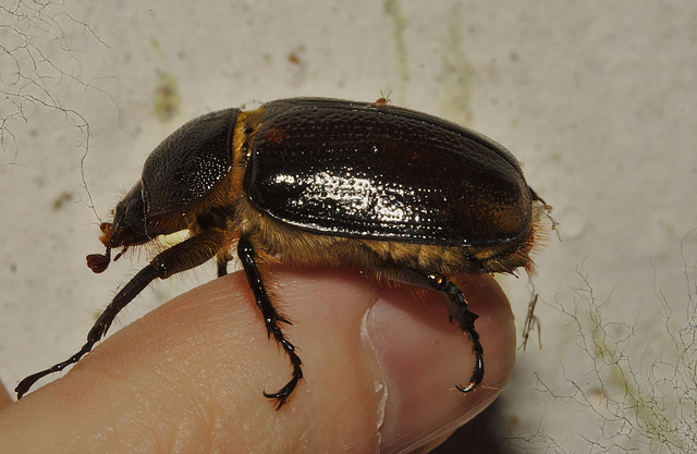 IMG 9188cockchafer