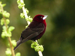 Silver-beaked Tanager female, Trinidad