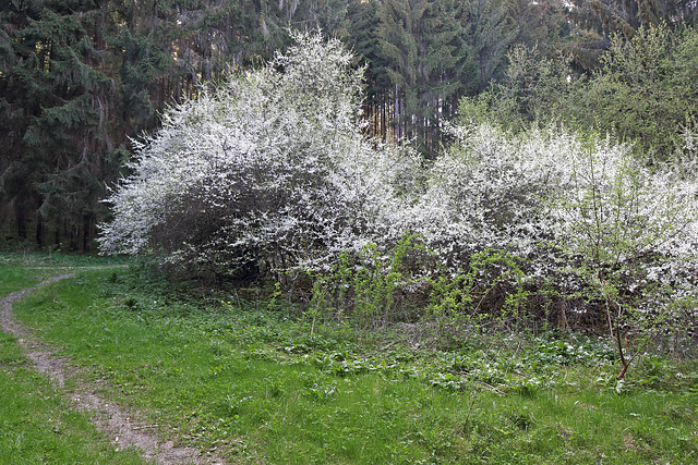 Gauchach - Aufstieg nach Bachheim - Schlehdorn (Prunus spinosa)