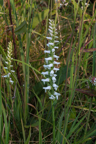 Spiranthes cernua (Nodding Ladies'-tresses orchid)