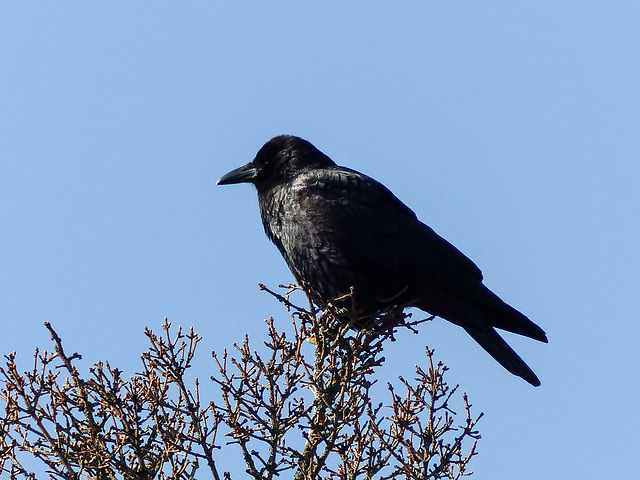 Day 7, American Crow, Tadoussac