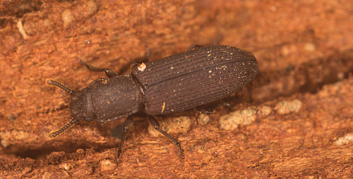 BeetleIMG 9439