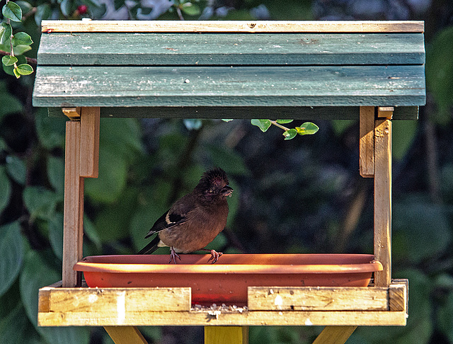 20160827 2254VRAw [D~RI] Buchfink, Rinteln