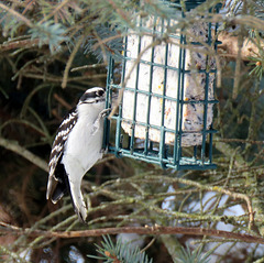 Finally, a downy woodpecker is coming to my feeder.