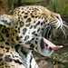 Tired jaguar