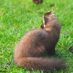 The Pine Marten at breakfast