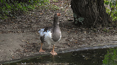 20190901 5550CPw [D~VR] Graugans (Anser anser var. domestica), Vogelpark Marlow