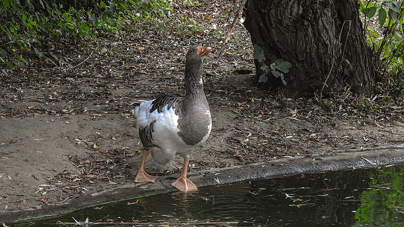 20190901 5550CPw [D~VR] Graugans (Anser anser var. domestica), Vogelpark Marlow