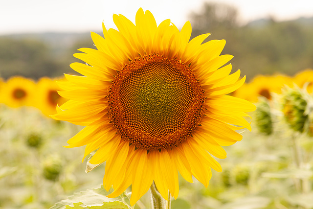 Sunflowers