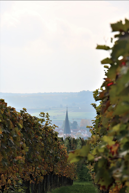 Blick aus dem Weinberg auf St. Jakobus, Brackenheim