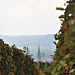 Blick aus dem Weinberg auf St. Jakobus, Brackenheim