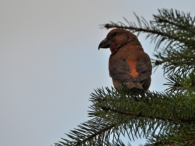 Bec croisé des sapins mâle adulte