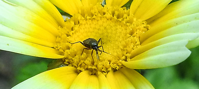 20210718 1830CPw [D~LIP] Insekt, Kronen-Wucherblume (Glebionis coronaria), Bad Salzuflen