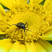 20210718 1830CPw [D~LIP] Insekt, Kronen-Wucherblume (Glebionis coronaria), Bad Salzuflen