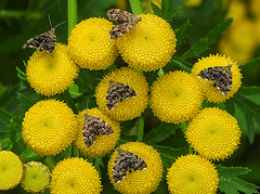 20210831 2767CPw [D~LIP] Rainfarn (Tanacetum vulgare), Brennnessel-Spreizflügelfalter (Anthophila fabriciana), UWZ, Bad Salzuflen