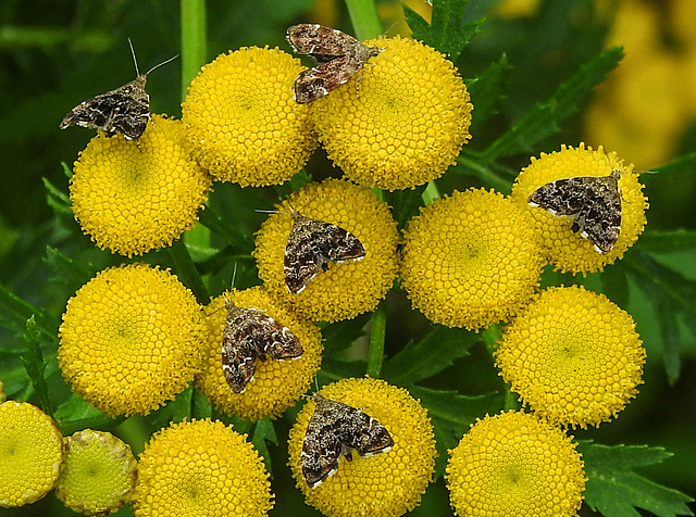 20210831 2767CPw [D~LIP] Rainfarn (Tanacetum vulgare), Brennnessel-Spreizflügelfalter (Anthophila fabriciana), UWZ, Bad Salzuflen
