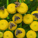 20210831 2767CPw [D~LIP] Rainfarn (Tanacetum vulgare), Brennnessel-Spreizflügelfalter (Anthophila fabriciana), UWZ, Bad Salzuflen