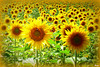 Tournesols
