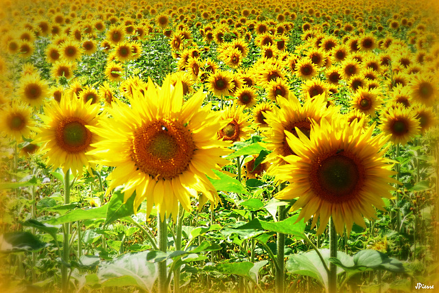 Tournesols