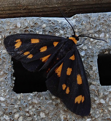 Spotted Lichen Moth