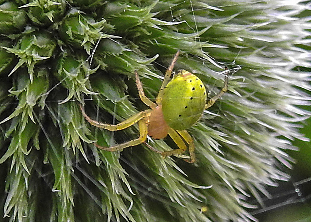 20230623 1148CPw [D~LIP] Kürbisspinne (Araniella cucurbitina), Bad Salzuflen